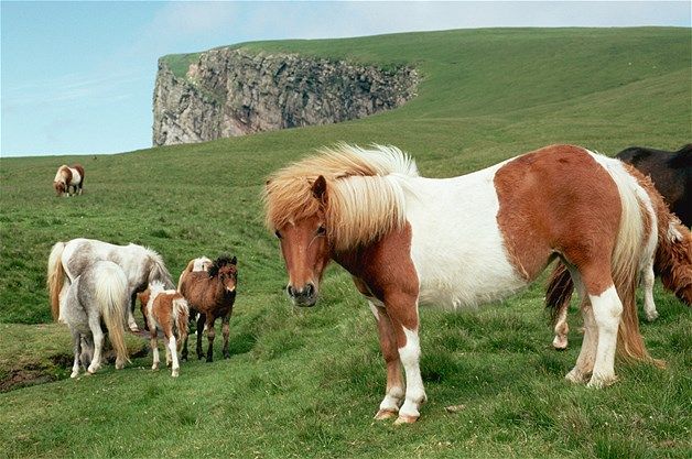 Shetland Pony